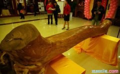 中国古代四大名木分别是什么